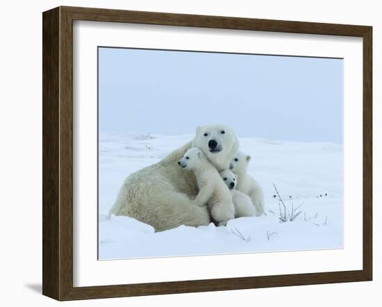 Polar Bear (Ursus Maritimus) Mother with Triplets, Wapusk National Park, Churchill, Manitoba-Thorsten Milse-Framed Photographic Print