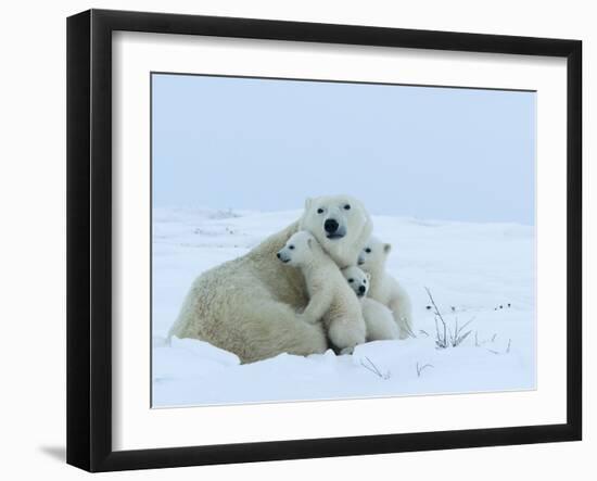 Polar Bear (Ursus Maritimus) Mother with Triplets, Wapusk National Park, Churchill, Manitoba-Thorsten Milse-Framed Photographic Print