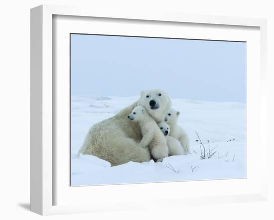 Polar Bear (Ursus Maritimus) Mother with Triplets, Wapusk National Park, Churchill, Manitoba-Thorsten Milse-Framed Photographic Print