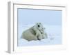 Polar Bear (Ursus Maritimus) Mother with Triplets, Wapusk National Park, Churchill, Manitoba-Thorsten Milse-Framed Photographic Print