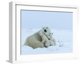 Polar Bear (Ursus Maritimus) Mother with Triplets, Wapusk National Park, Churchill, Manitoba-Thorsten Milse-Framed Photographic Print