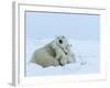 Polar Bear (Ursus Maritimus) Mother with Triplets, Wapusk National Park, Churchill, Manitoba-Thorsten Milse-Framed Photographic Print