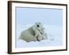 Polar Bear (Ursus Maritimus) Mother with Triplets, Wapusk National Park, Churchill, Manitoba-Thorsten Milse-Framed Photographic Print