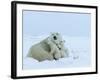 Polar Bear (Ursus Maritimus) Mother with Triplets, Wapusk National Park, Churchill, Manitoba-Thorsten Milse-Framed Photographic Print