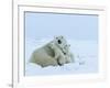 Polar Bear (Ursus Maritimus) Mother with Triplets, Wapusk National Park, Churchill, Manitoba-Thorsten Milse-Framed Photographic Print