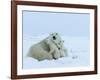 Polar Bear (Ursus Maritimus) Mother with Triplets, Wapusk National Park, Churchill, Manitoba-Thorsten Milse-Framed Photographic Print