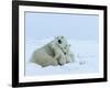 Polar Bear (Ursus Maritimus) Mother with Triplets, Wapusk National Park, Churchill, Manitoba-Thorsten Milse-Framed Photographic Print