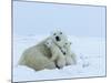 Polar Bear (Ursus Maritimus) Mother with Triplets, Wapusk National Park, Churchill, Manitoba-Thorsten Milse-Mounted Photographic Print
