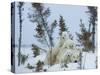 Polar Bear (Ursus Maritimus) Mother with Triplets, Wapusk National Park, Churchill, Manitoba-Thorsten Milse-Stretched Canvas