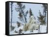 Polar Bear (Ursus Maritimus) Mother with Triplets, Wapusk National Park, Churchill, Manitoba-Thorsten Milse-Framed Stretched Canvas