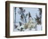 Polar Bear (Ursus Maritimus) Mother with Triplets, Wapusk National Park, Churchill, Manitoba-Thorsten Milse-Framed Photographic Print