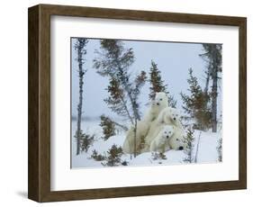 Polar Bear (Ursus Maritimus) Mother with Triplets, Wapusk National Park, Churchill, Manitoba-Thorsten Milse-Framed Photographic Print