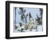 Polar Bear (Ursus Maritimus) Mother with Triplets, Wapusk National Park, Churchill, Manitoba-Thorsten Milse-Framed Photographic Print