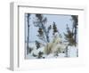 Polar Bear (Ursus Maritimus) Mother with Triplets, Wapusk National Park, Churchill, Manitoba-Thorsten Milse-Framed Photographic Print