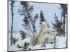 Polar Bear (Ursus Maritimus) Mother with Triplets, Wapusk National Park, Churchill, Manitoba-Thorsten Milse-Mounted Photographic Print