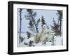 Polar Bear (Ursus Maritimus) Mother with Triplets, Wapusk National Park, Churchill, Manitoba-Thorsten Milse-Framed Photographic Print