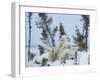 Polar Bear (Ursus Maritimus) Mother with Triplets, Wapusk National Park, Churchill, Manitoba-Thorsten Milse-Framed Photographic Print