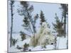 Polar Bear (Ursus Maritimus) Mother with Triplets, Wapusk National Park, Churchill, Manitoba-Thorsten Milse-Mounted Photographic Print