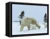 Polar Bear (Ursus Maritimus) Mother with Triplets, Wapusk National Park, Churchill, Manitoba-Thorsten Milse-Framed Stretched Canvas