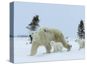 Polar Bear (Ursus Maritimus) Mother with Triplets, Wapusk National Park, Churchill, Manitoba-Thorsten Milse-Stretched Canvas