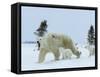 Polar Bear (Ursus Maritimus) Mother with Triplets, Wapusk National Park, Churchill, Manitoba-Thorsten Milse-Framed Stretched Canvas