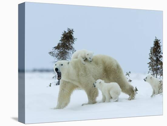 Polar Bear (Ursus Maritimus) Mother with Triplets, Wapusk National Park, Churchill, Manitoba-Thorsten Milse-Stretched Canvas