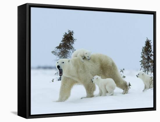 Polar Bear (Ursus Maritimus) Mother with Triplets, Wapusk National Park, Churchill, Manitoba-Thorsten Milse-Framed Stretched Canvas