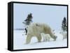 Polar Bear (Ursus Maritimus) Mother with Triplets, Wapusk National Park, Churchill, Manitoba-Thorsten Milse-Framed Stretched Canvas