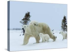 Polar Bear (Ursus Maritimus) Mother with Triplets, Wapusk National Park, Churchill, Manitoba-Thorsten Milse-Stretched Canvas