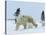 Polar Bear (Ursus Maritimus) Mother with Triplets, Wapusk National Park, Churchill, Manitoba-Thorsten Milse-Stretched Canvas