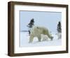 Polar Bear (Ursus Maritimus) Mother with Triplets, Wapusk National Park, Churchill, Manitoba-Thorsten Milse-Framed Photographic Print