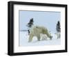 Polar Bear (Ursus Maritimus) Mother with Triplets, Wapusk National Park, Churchill, Manitoba-Thorsten Milse-Framed Photographic Print