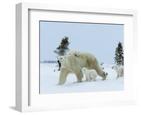 Polar Bear (Ursus Maritimus) Mother with Triplets, Wapusk National Park, Churchill, Manitoba-Thorsten Milse-Framed Photographic Print