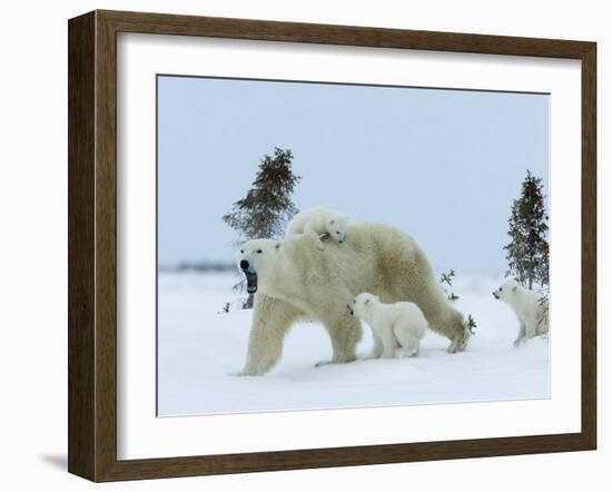 Polar Bear (Ursus Maritimus) Mother with Triplets, Wapusk National Park, Churchill, Manitoba-Thorsten Milse-Framed Photographic Print