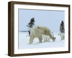 Polar Bear (Ursus Maritimus) Mother with Triplets, Wapusk National Park, Churchill, Manitoba-Thorsten Milse-Framed Photographic Print