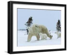 Polar Bear (Ursus Maritimus) Mother with Triplets, Wapusk National Park, Churchill, Manitoba-Thorsten Milse-Framed Photographic Print