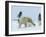 Polar Bear (Ursus Maritimus) Mother with Triplets, Wapusk National Park, Churchill, Manitoba-Thorsten Milse-Framed Photographic Print