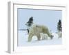 Polar Bear (Ursus Maritimus) Mother with Triplets, Wapusk National Park, Churchill, Manitoba-Thorsten Milse-Framed Photographic Print