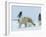 Polar Bear (Ursus Maritimus) Mother with Triplets, Wapusk National Park, Churchill, Manitoba-Thorsten Milse-Framed Photographic Print