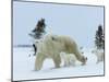 Polar Bear (Ursus Maritimus) Mother with Triplets, Wapusk National Park, Churchill, Manitoba-Thorsten Milse-Mounted Photographic Print