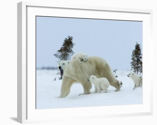 Polar Bear (Ursus Maritimus) Mother with Triplets, Wapusk National Park, Churchill, Manitoba-Thorsten Milse-Framed Photographic Print