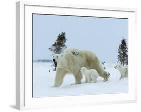 Polar Bear (Ursus Maritimus) Mother with Triplets, Wapusk National Park, Churchill, Manitoba-Thorsten Milse-Framed Photographic Print