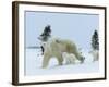 Polar Bear (Ursus Maritimus) Mother with Triplets, Wapusk National Park, Churchill, Manitoba-Thorsten Milse-Framed Photographic Print