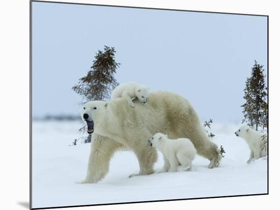 Polar Bear (Ursus Maritimus) Mother with Triplets, Wapusk National Park, Churchill, Manitoba-Thorsten Milse-Mounted Photographic Print