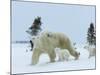 Polar Bear (Ursus Maritimus) Mother with Triplets, Wapusk National Park, Churchill, Manitoba-Thorsten Milse-Mounted Photographic Print