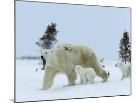 Polar Bear (Ursus Maritimus) Mother with Triplets, Wapusk National Park, Churchill, Manitoba-Thorsten Milse-Mounted Photographic Print