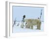 Polar Bear (Ursus Maritimus) Mother with Triplets, Wapusk National Park, Churchill, Manitoba-Thorsten Milse-Framed Photographic Print