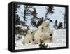 Polar Bear (Ursus Maritimus) Mother with Triplets, Wapusk National Park, Churchill, Manitoba-Thorsten Milse-Framed Stretched Canvas