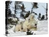 Polar Bear (Ursus Maritimus) Mother with Triplets, Wapusk National Park, Churchill, Manitoba-Thorsten Milse-Stretched Canvas