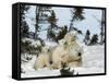 Polar Bear (Ursus Maritimus) Mother with Triplets, Wapusk National Park, Churchill, Manitoba-Thorsten Milse-Framed Stretched Canvas